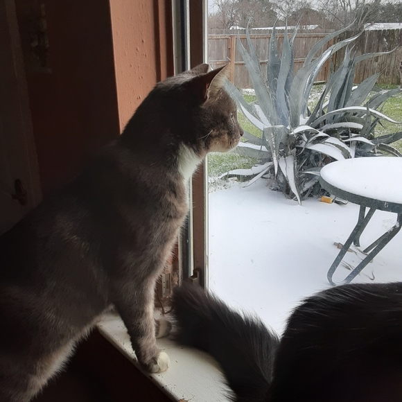 MeetYourPoshAmbassadors!🤩💚🐈🐈🐈🐈🐈🐈🐕 - Picture 14 of 16